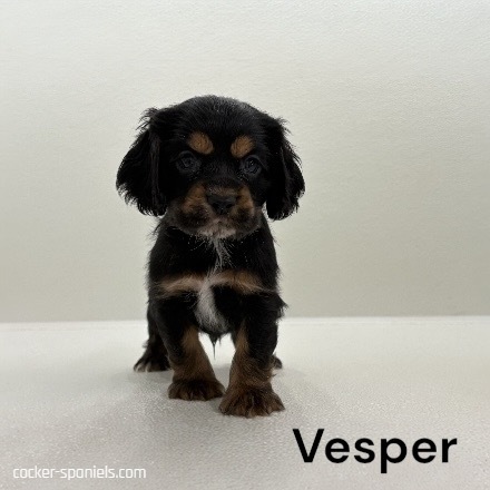 puppy, for, sale, Cocker Spaniel, Joe & Cherri  Overlease, dog, breeder, Miller, MO, dog-breeder, puppy-for-sale, forsale, nearby, find, puppyfind, locator, puppylocator, aca